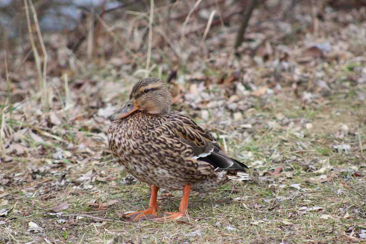 canard sauvage 7 lettres